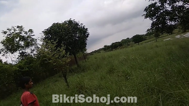 52 bigha land for sale